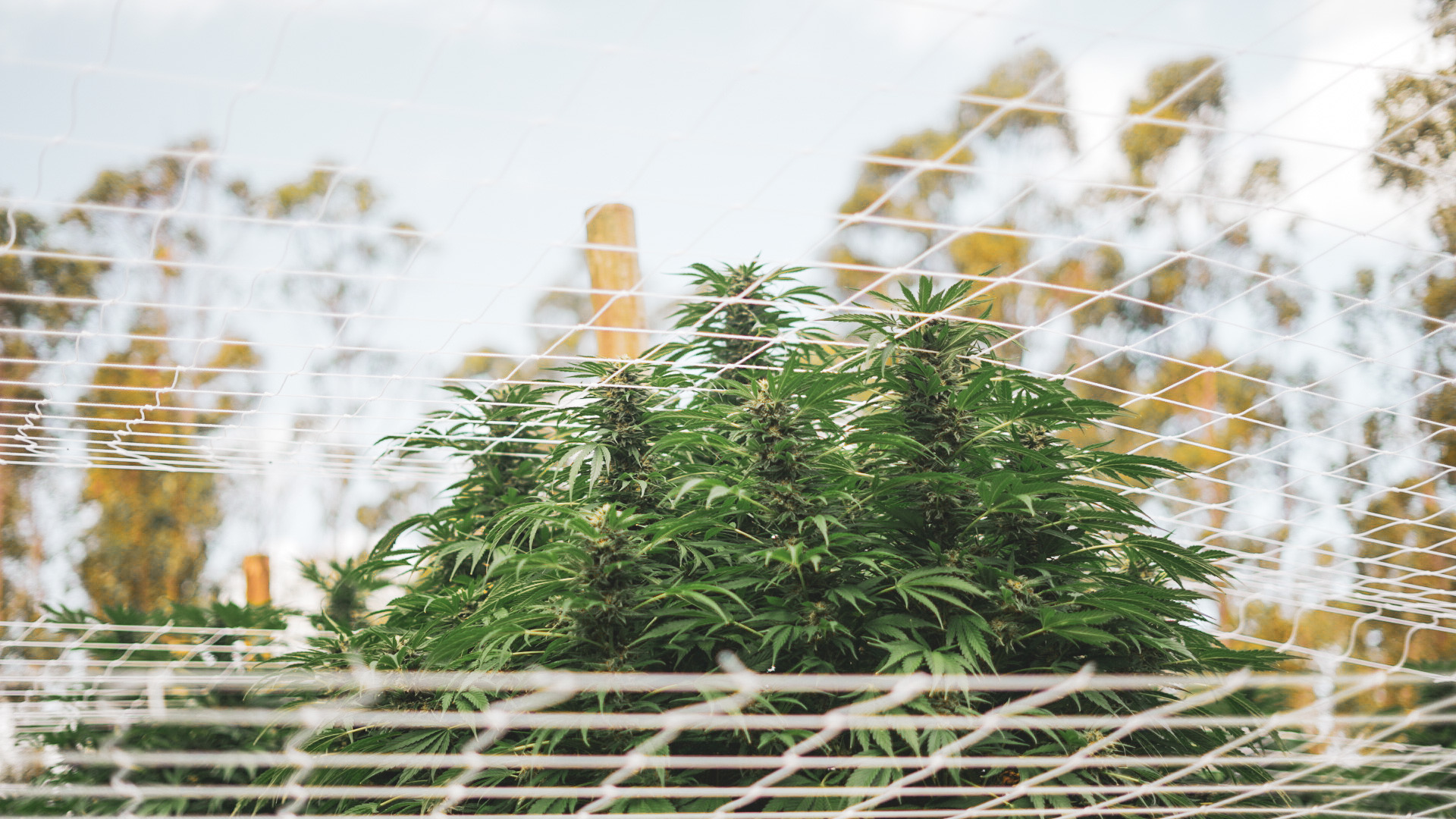 Plantas protegidas en cultivo exterior